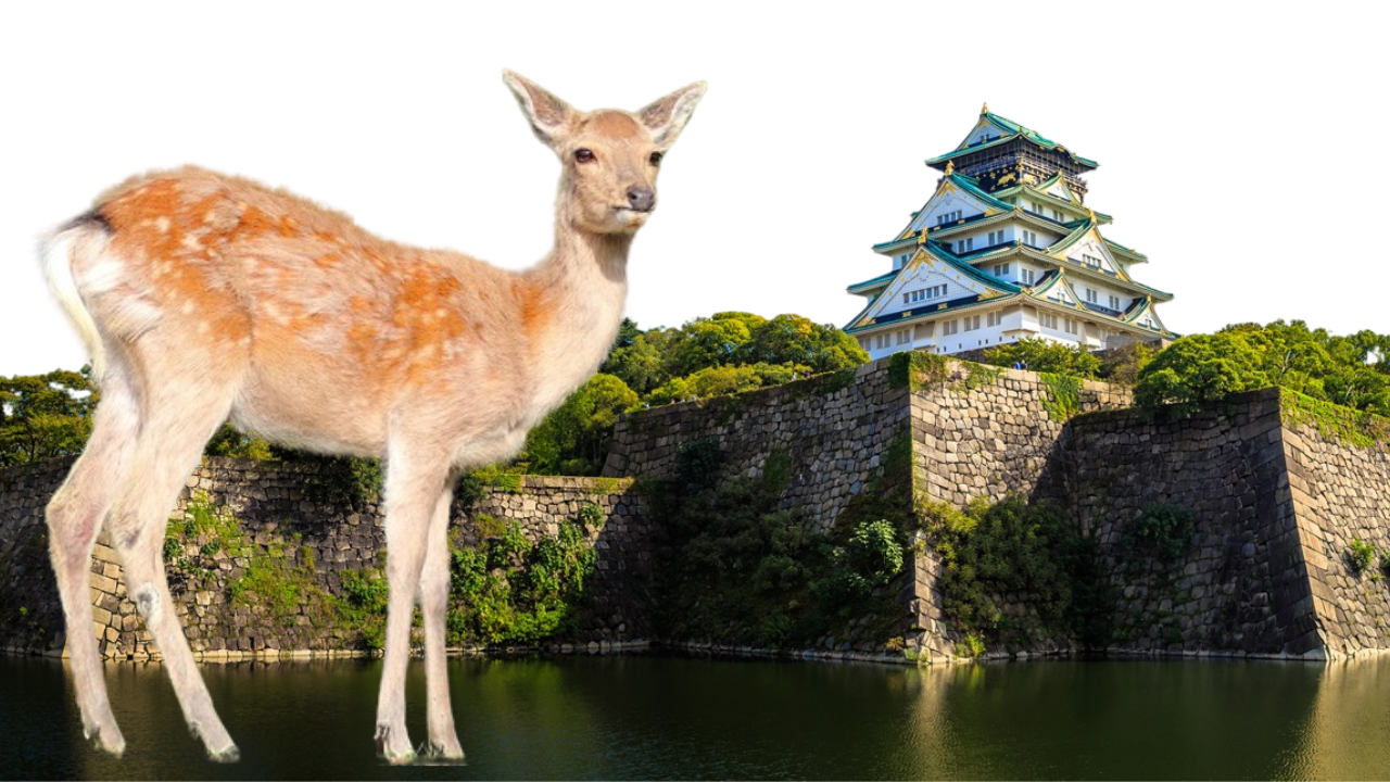 大阪市内＋奈良公園観光8時間